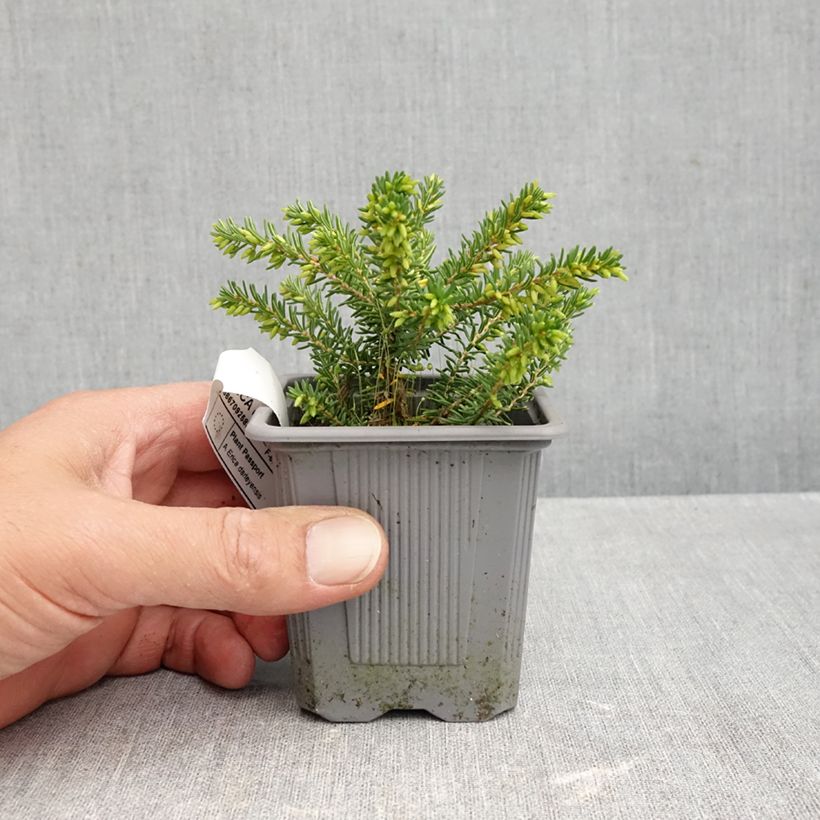 Exemplaar van Erica darleyensis Winter Belles Katia - Winterheide Kweekpotje van 8/9 cm zoals geleverd in de herfst