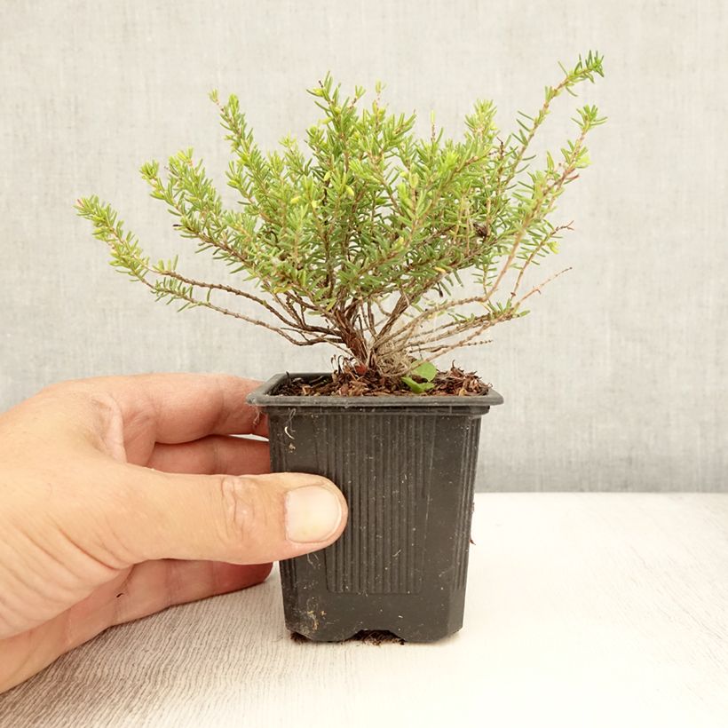 Exemplaar van Erica darleyensis Winter Belles Katia - Winterheide Kweekpotje van 8/9 cm zoals geleverd in de zomer