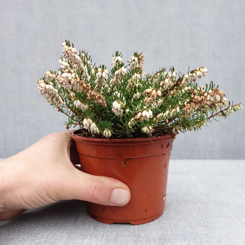Exemplaar van Erica x darleyensis Winter Belles Katia - Bruyère d'hiver Pot de 1L/1,5L zoals geleverd in de winter