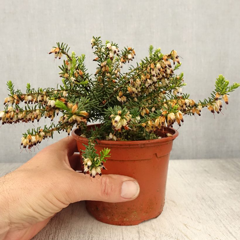 Example of Erica darleyensis Winter Belles Katia - Winterheide Pot van 1 l/1,5 l as you get in printemps