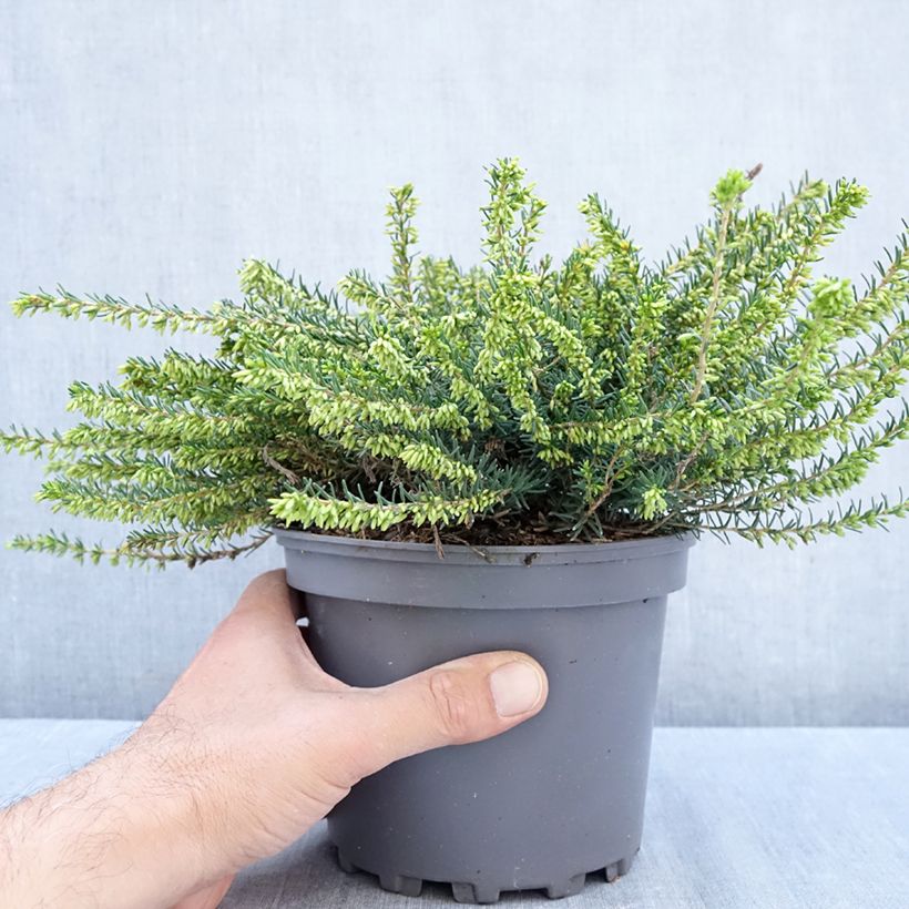 Exemplaar van Erica darleyensis Winter Belles Katia - Winterheide Pot van 2 l/3 l zoals geleverd in de herfst