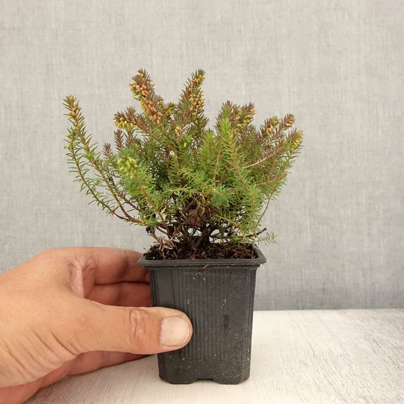 Exemplaar van Erica darleyensis Winter Belles Phoebe - Winterheide Kweekpotje van 8/9 cm zoals geleverd in de zomer
