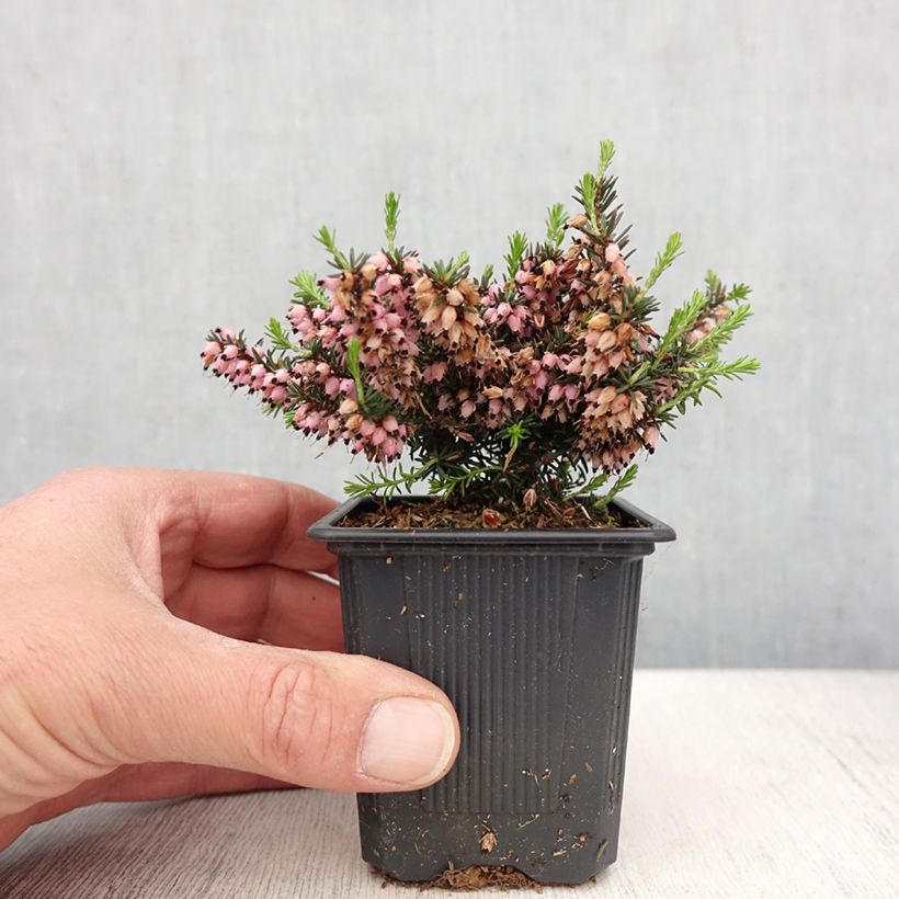 Example of Erica darleyensis Winter Belles Phoebe - Winterheide Kweekpotje van 8/9 cm as you get in printemps