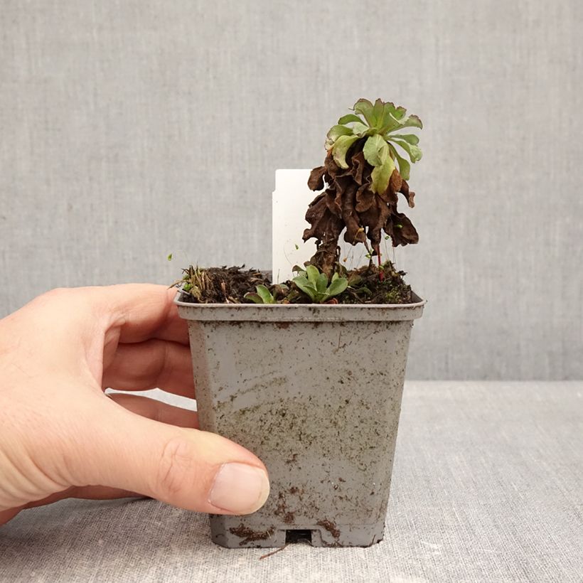 Exemplaar van Erigeron glaucus Sea Breeze - Fijnstraal Kweekpotje van 8/9 cm zoals geleverd in de winter