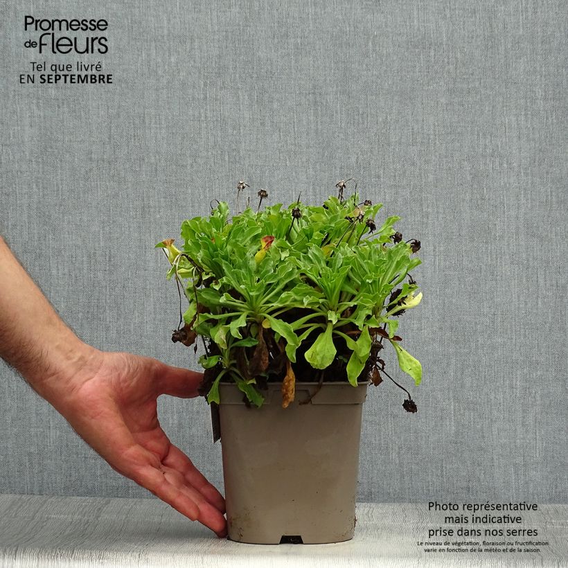 Exemplaar van Erigeron glaucus Sea Breeze - Fijnstraal Pot van 2 l/3 l zoals geleverd in de herfst