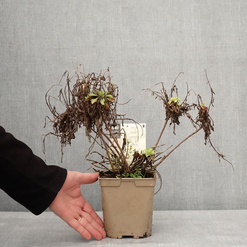 Exemplaar van Erigeron glaucus Sea Breeze - Fijnstraal Pot van 2 l/3 l zoals geleverd in de winter