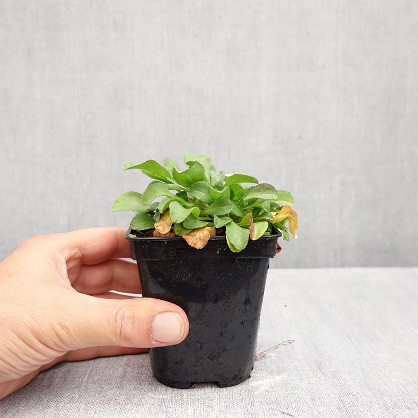 Exemplaar van Erigeron glaucus - Fijnstraal Kweekpotje van 8/9 cm zoals geleverd in de herfst