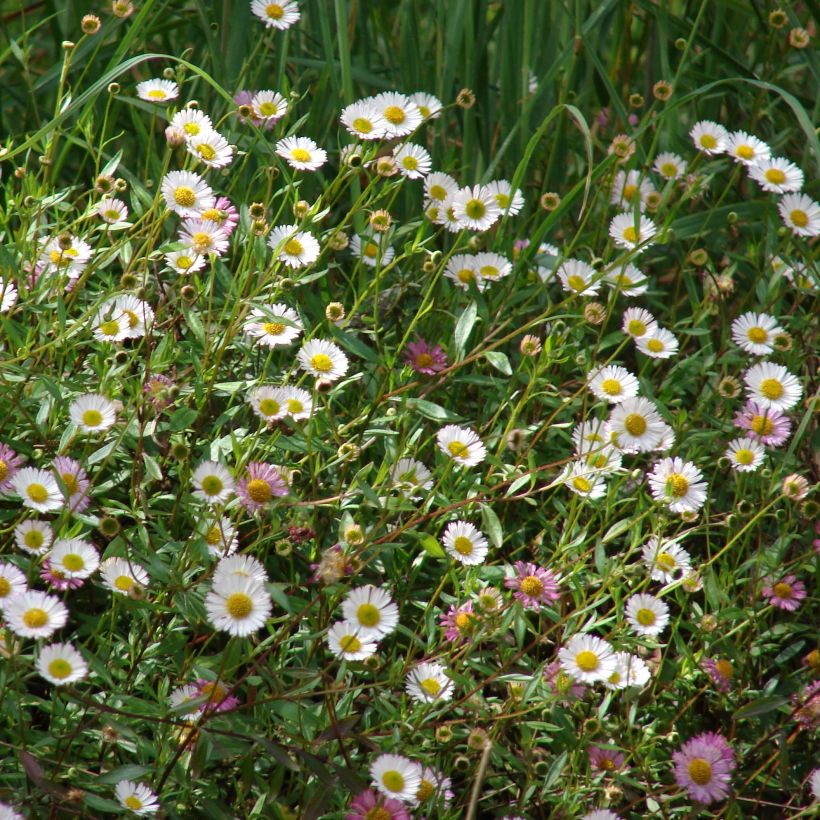 Erigeron karvinskianus - Muurfijnstraal (Bloei)