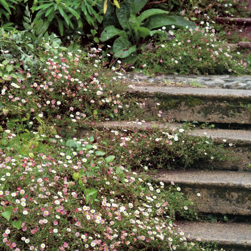 Erigeron karvinskianus - Muurfijnstraal (Groeiplaats)