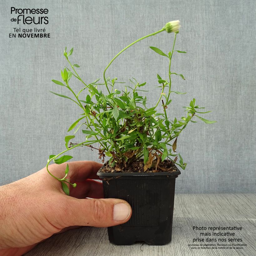 Exemplaar van Erigeron karvinskianus Lavender Lady - Muurfijnstraal Kweekpotje van 8/9 cm zoals geleverd in de herfst