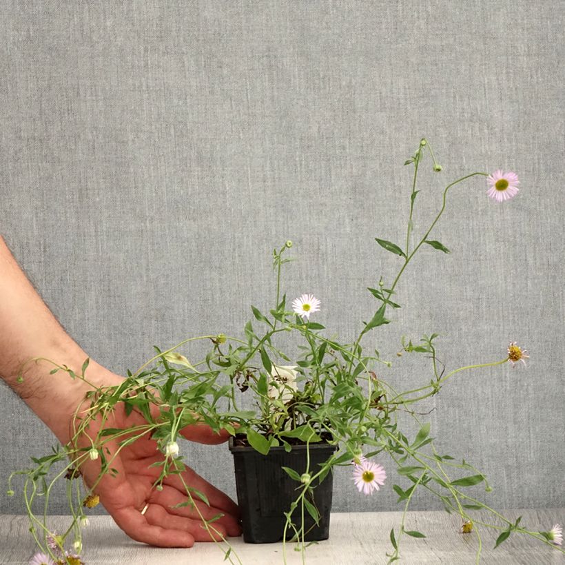 Exemplaar van Erigeron karvinskianus Lavender Lady - Muurfijnstraal Kweekpotje van 8/9 cm zoals geleverd in de zomer