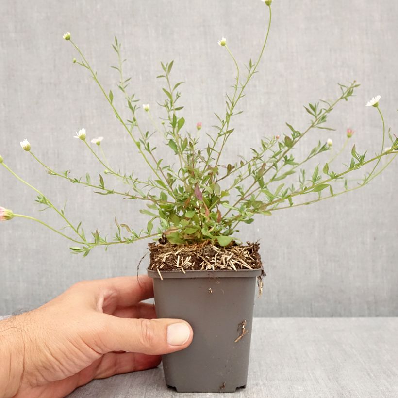 Exemplaar van Muurfijnstraal - Erigeron karvinskianus Kweekpotje van 7/8 cm zoals geleverd in de herfst