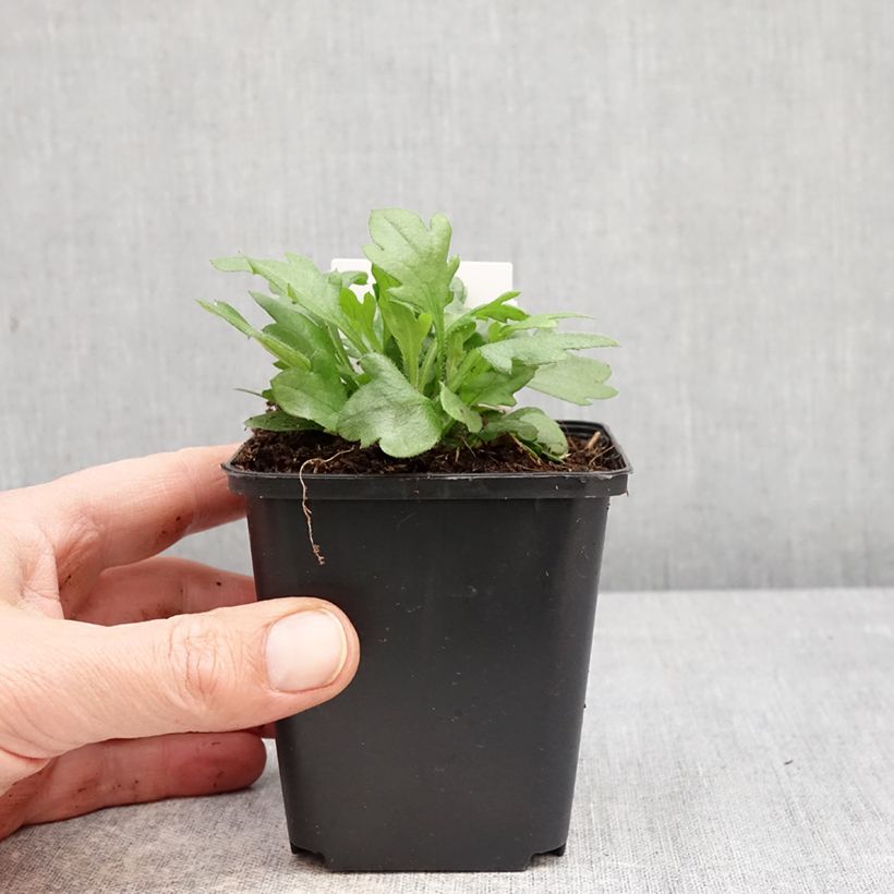 Exemplaar van Erigeron karvinskianus - Muurfijnstraal Kweekpotje van 7/8 cm zoals geleverd in de lente
