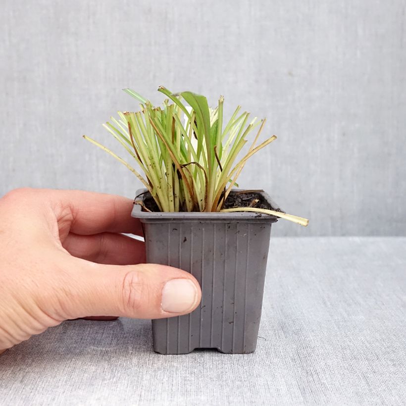 Exemplaar van Erigeron Quakeress - Fijnstraal Kweekpotje van 8/9 cm zoals geleverd in de herfst