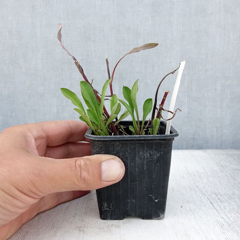 Exemplaar van Erigeron speciosus Sommerneuschnee - Fijnstraal Kweekpotje van 8/9 cm zoals geleverd in de zomer