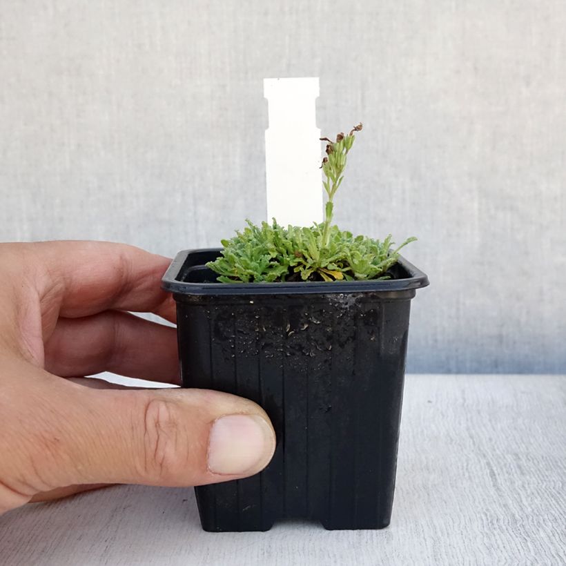 Exemplaar van Erinus alpinus - Alpenleverbalsem Kweekpotje van 8/9 cm zoals geleverd in de zomer