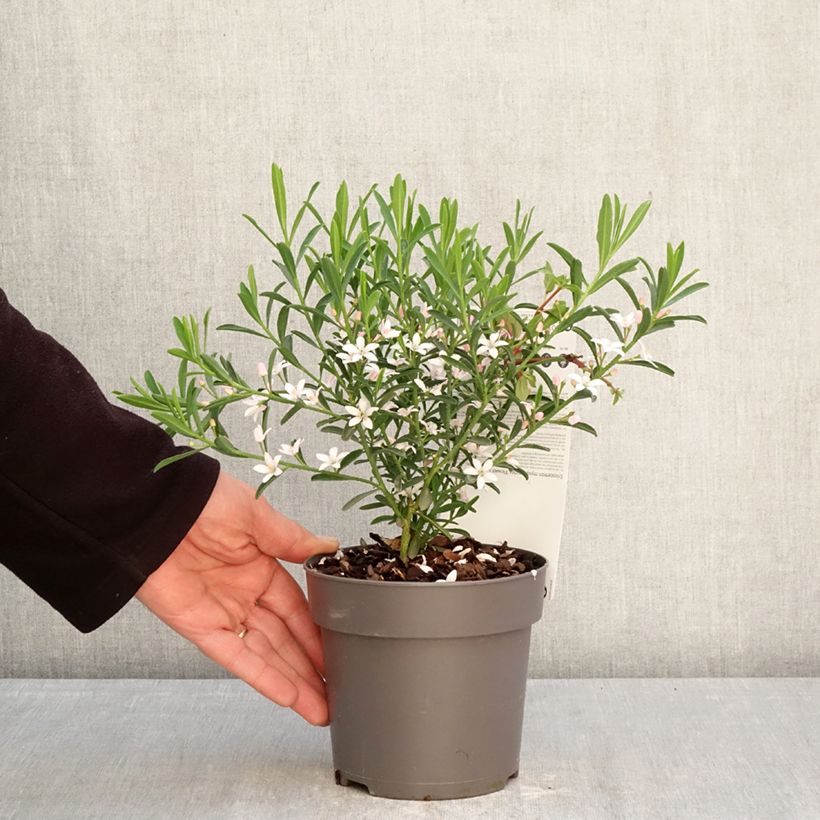 Exemplaar van Philotheca myoporoides Flower Girl Pink - Wasbloem Pot van 1 l/1,5 l zoals geleverd in de lente