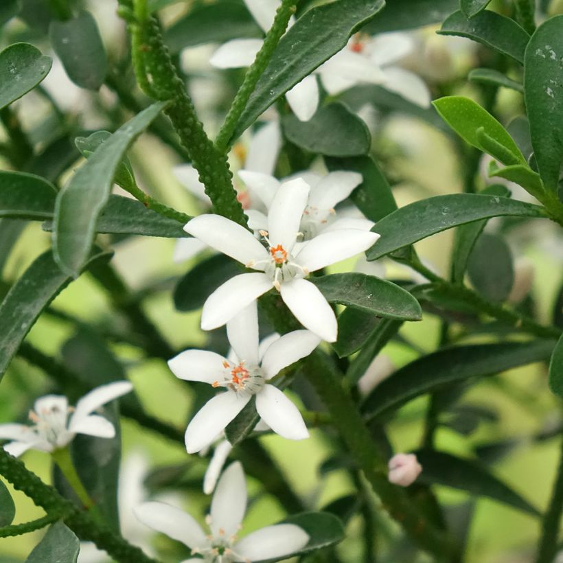 Philotheca myoporoides Flower Girl Wit - Wasbloem (Bloei)
