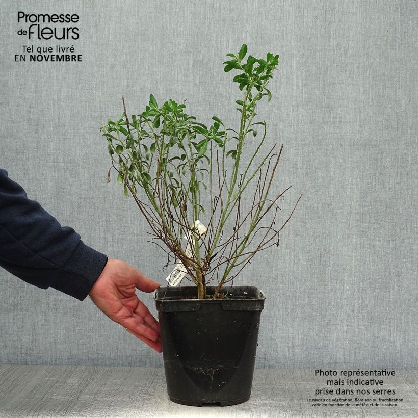 Exemplaar van Eriostemon myoporoides - Wasbloem Pot van 3 l/4 l zoals geleverd in de herfst