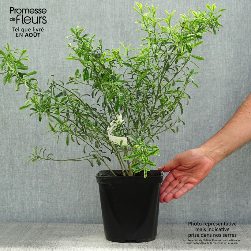 Exemplaar van Eriostemon myoporoides - Wasbloem Pot van 3 l/4 l zoals geleverd in de zomer