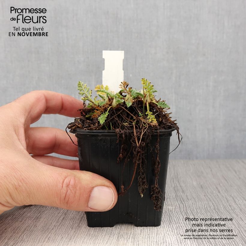 Exemplaar van Erodium chrysanthum - Reigersbek Kweekpotje van 8/9 cm zoals geleverd in de herfst