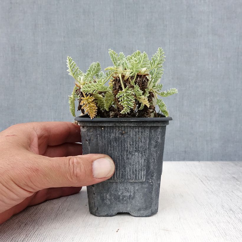 Exemplaar van Erodium chrysanthum - Reigersbek Kweekpotje van 8/9 cm zoals geleverd in de zomer