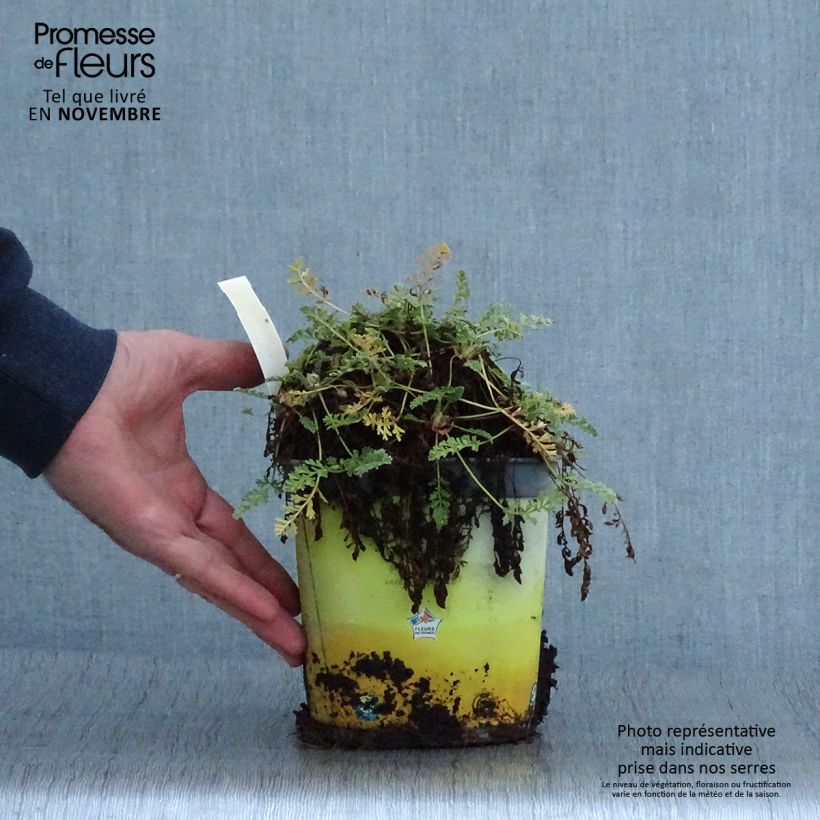 Exemplaar van Erodium chrysanthum - Reigersbek Pot van 2 l/3 l zoals geleverd in de herfst