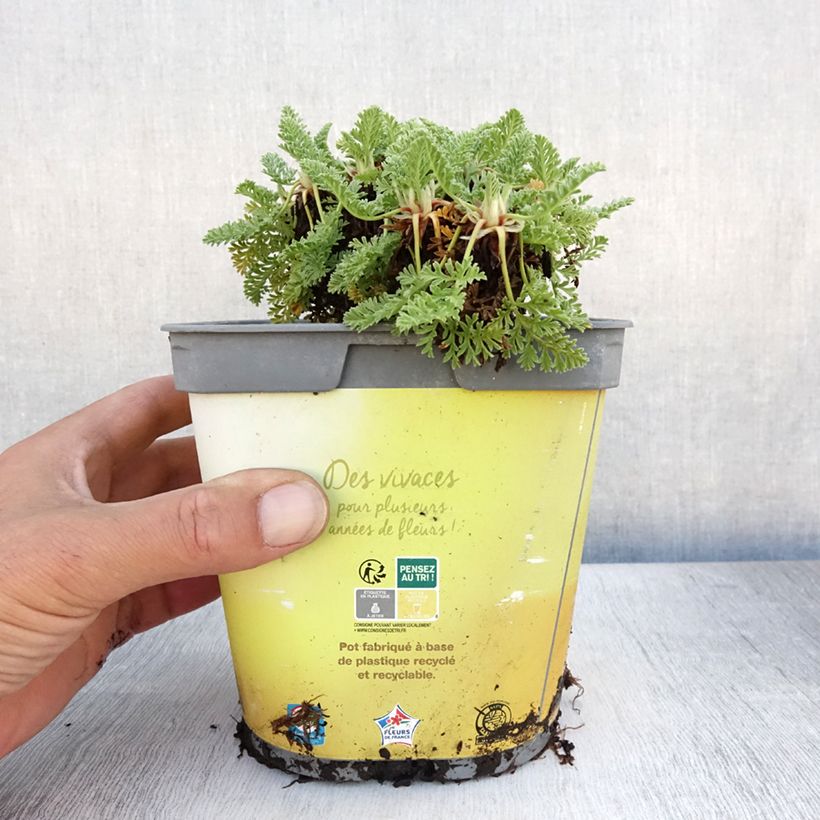 Exemplaar van Erodium chrysanthum - Reigersbek Pot van 2 l/3 l zoals geleverd in de zomer