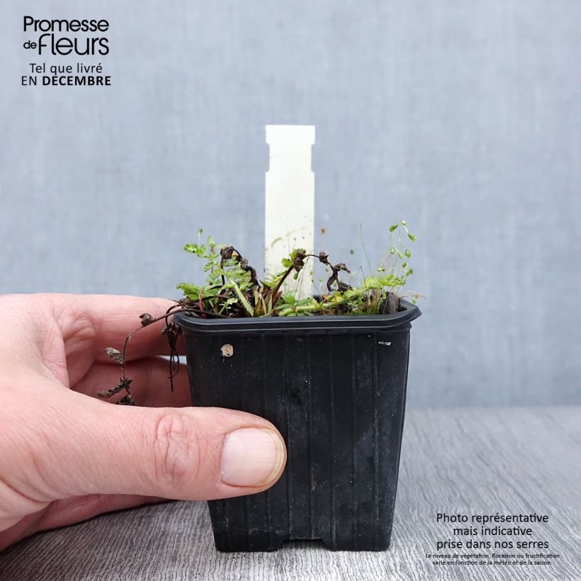 Exemplaar van Erodium manescavii - Reigersbek Kweekpotje van 8/9 cm zoals geleverd in de herfst