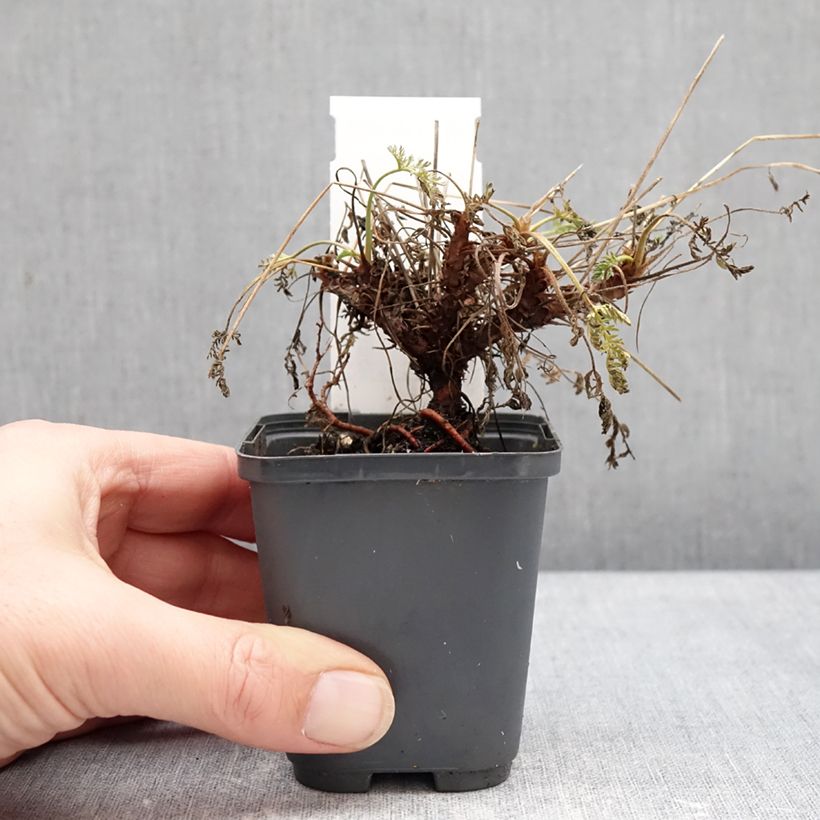 Exemplaar van Erodium Spanish Eyes - Reigersbek Kweekpotje van 7/8 cm zoals geleverd in de winter