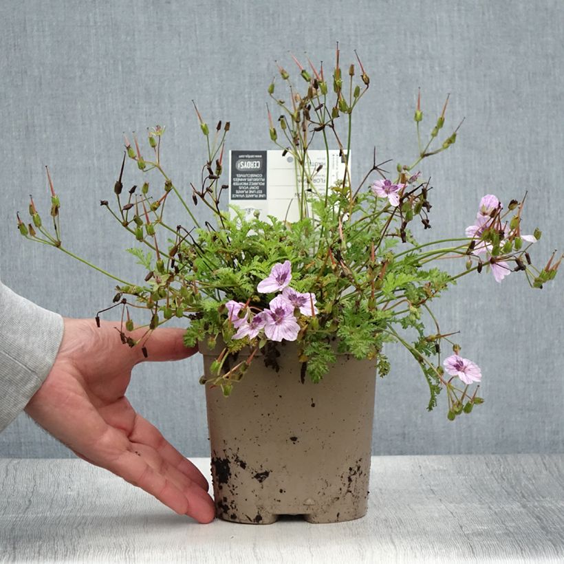Exemplaar van Erodium Spanish Eyes - Reigersbek Pot van 2 l/3 l zoals geleverd in de zomer