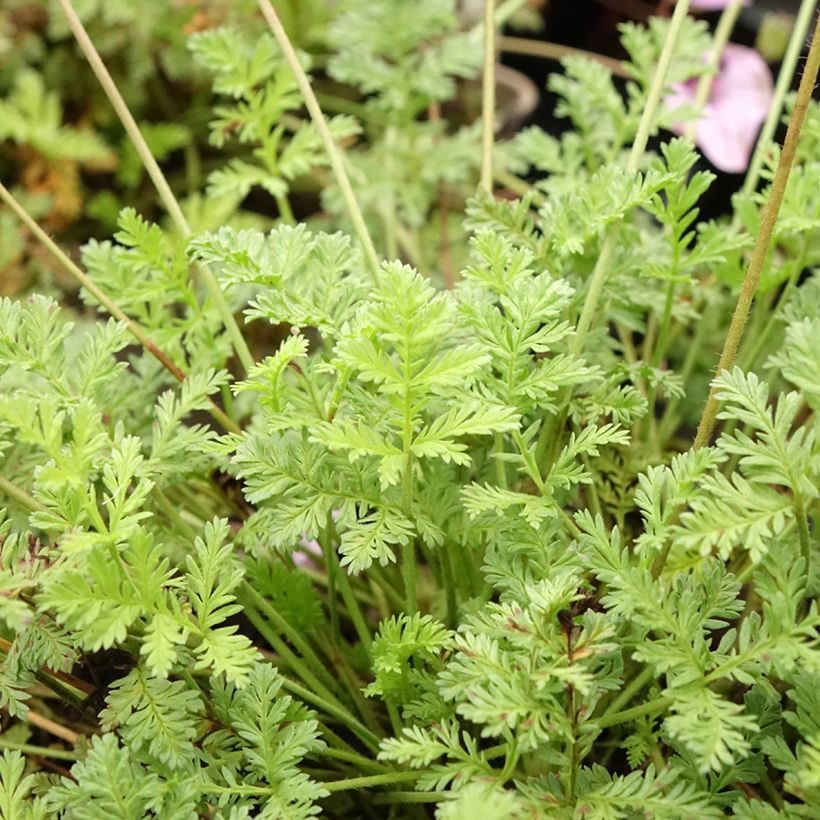 Erodium Spanish Eyes - Reigersbek (Blad)