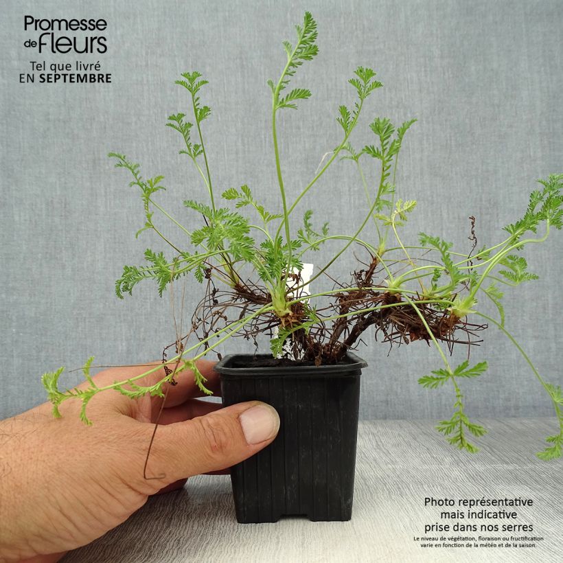 Exemplaar van Erodium Stephanie - Reigersbek Kweekpotje van 8/9 cm zoals geleverd in de herfst