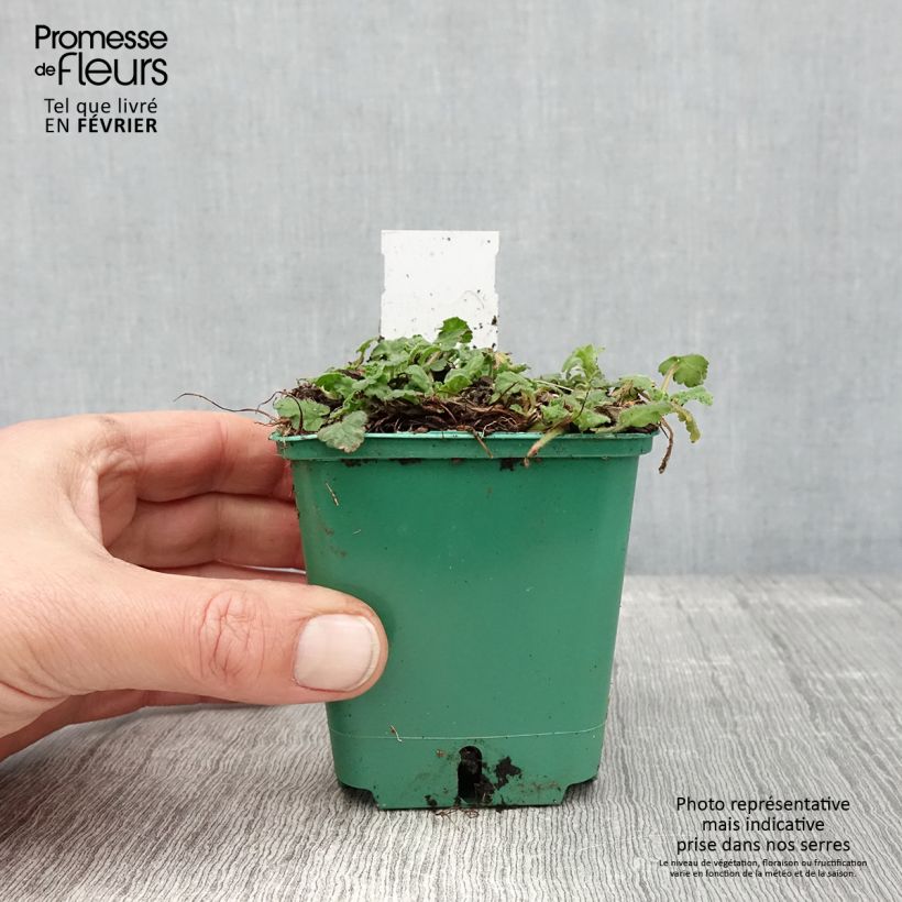 Exemplaar van Erodium variabile Album - Bec de héron Godet de 8/9 cm zoals geleverd in de winter