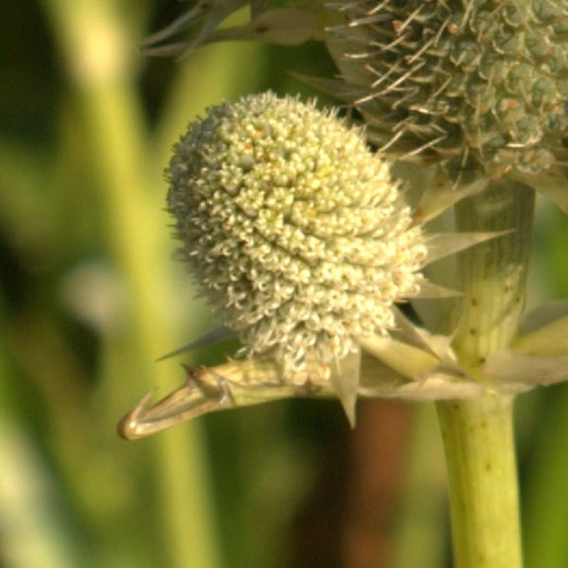 Eryngium agavifolium - Kruisdistel (Bloei)