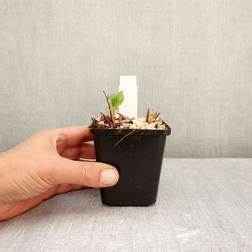 Exemplaar van Eryngium alpinum Blue Star - Alpenkruisdistel Kweekpotje van 8/9 cm zoals geleverd in de herfst