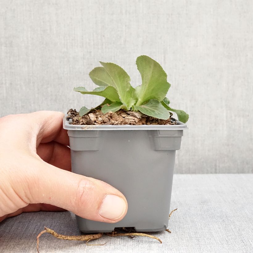 Exemplaar van Eryngium planum Grumpy - Vlakke kruisdistel Kweekpotje van 8/9 cm zoals geleverd in de lente