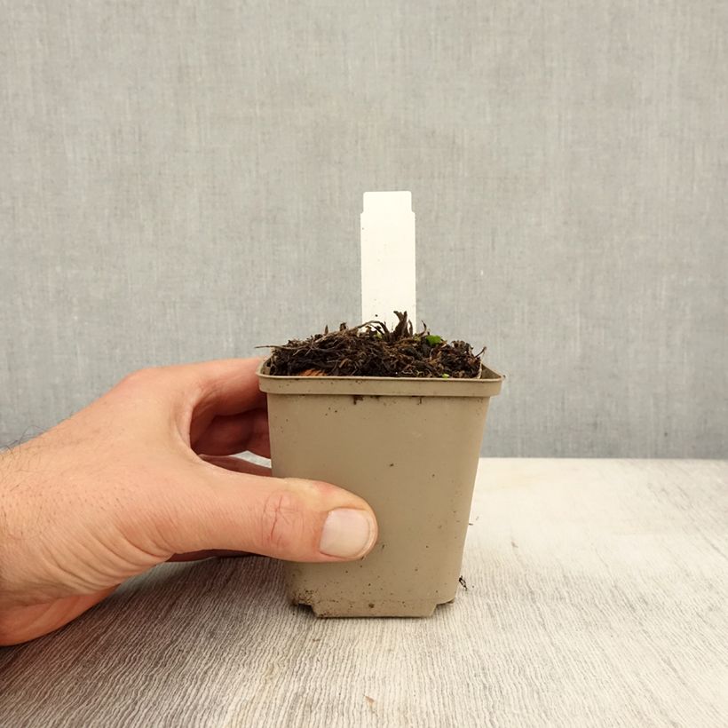 Exemplaar van Eryngium Jos Eijking - Kruisdistel Kweekpotje van 8/9 cm zoals geleverd in de herfst