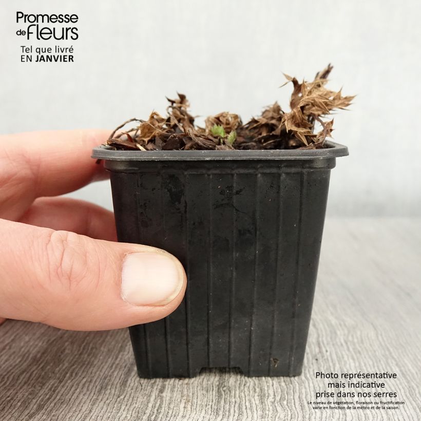 Exemplaar van Eryngium Lapis Blue - Panicaut maritime Godet de 8/9 cm zoals geleverd in de winter