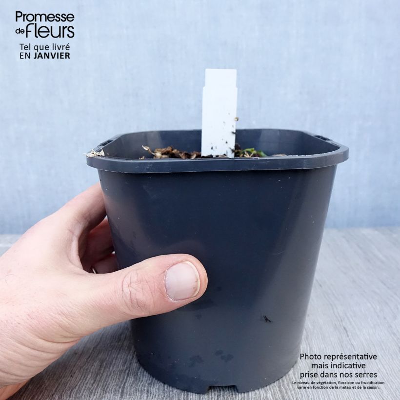 Exemplaar van Eryngium maritimum - Blauwe zeedistel Pot van 2 l/3 l zoals geleverd in de winter