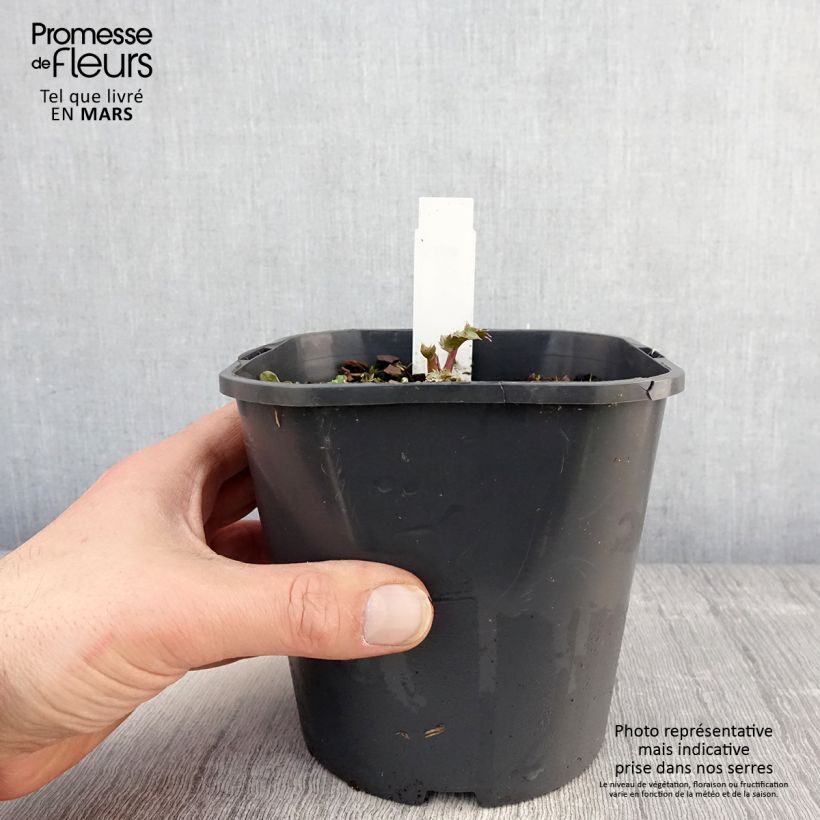 Exemplaar van Eryngium maritimum - Blauwe zeedistel Pot van 2 l/3 l zoals geleverd in de lente