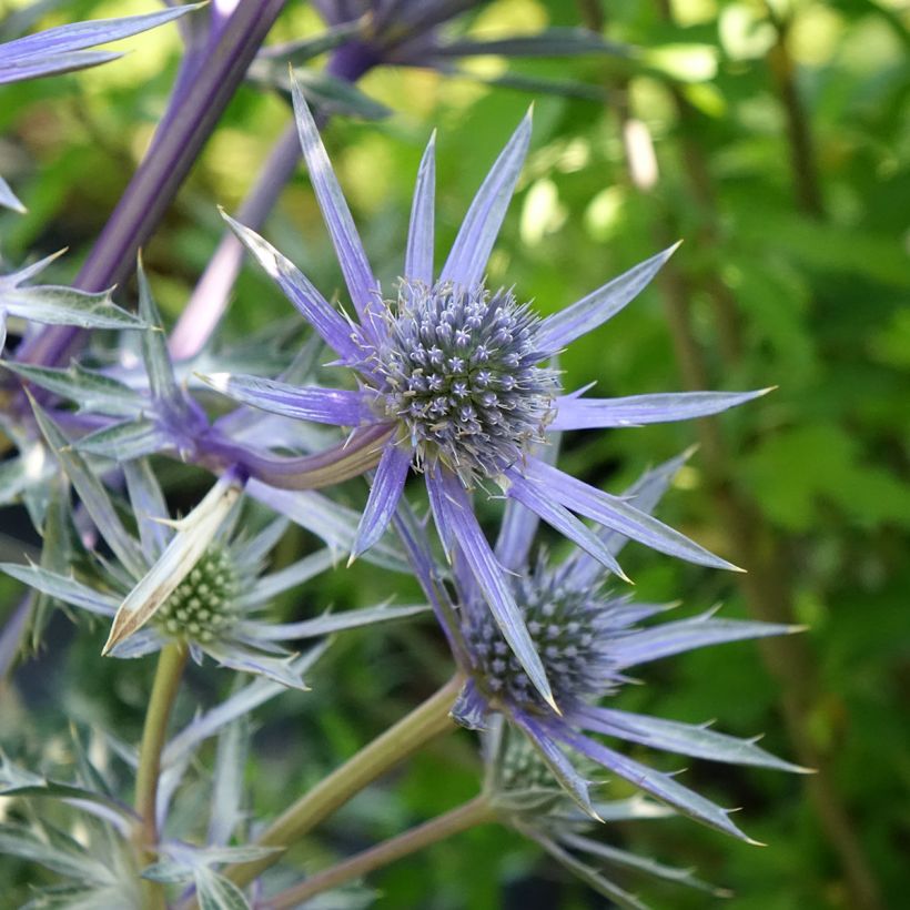 Eryngium bourgatii Picos Amethyst - Kruisdistel (Bloei)