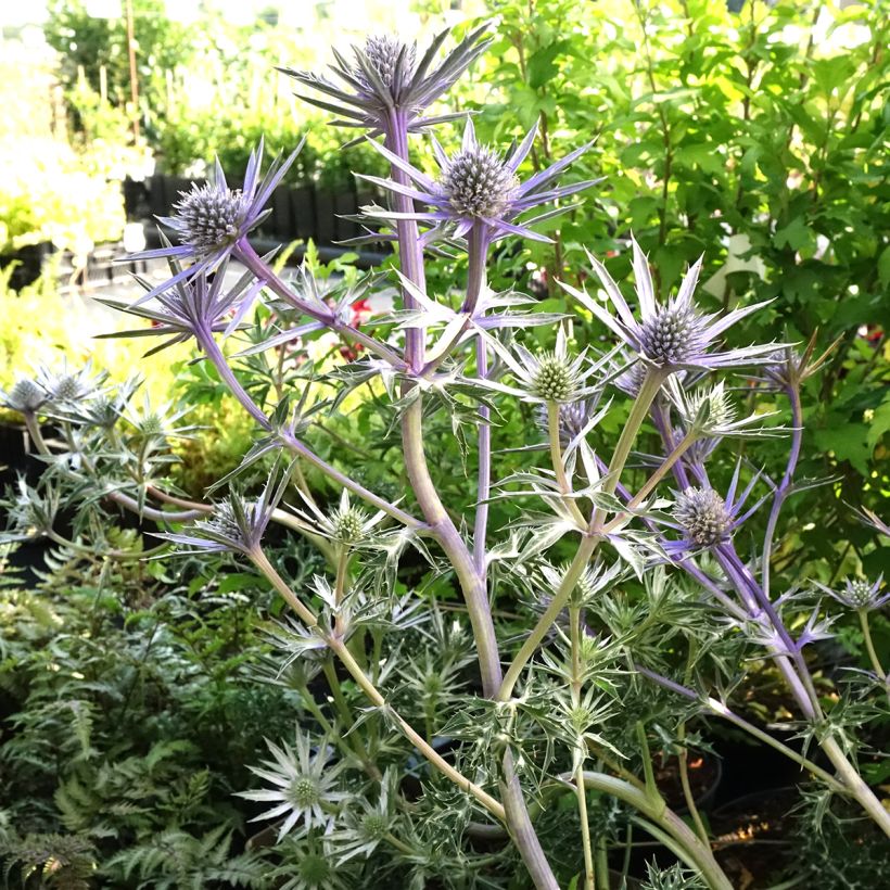 Eryngium bourgatii Picos Amethyst - Kruisdistel (Groeiplaats)