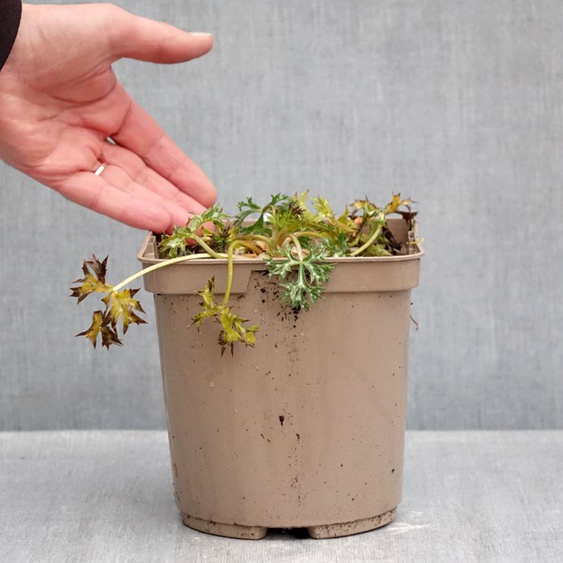 Exemplaar van Eryngium bourgatii Picos Amethyst - Kruisdistel Pot van 3 l/4 l zoals geleverd in de herfst