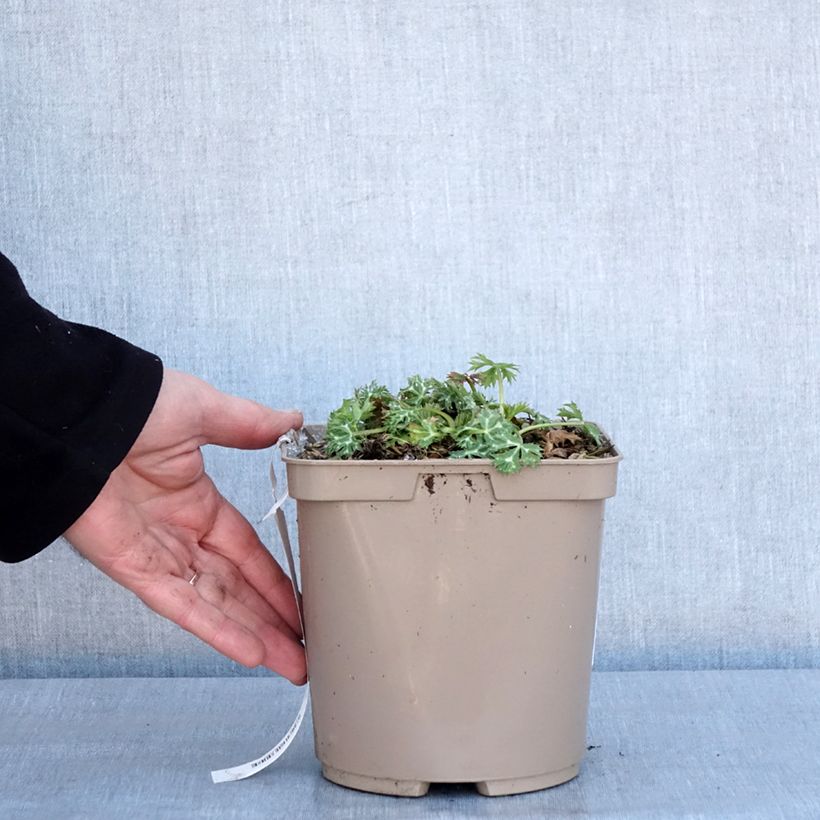 Exemplaar van Eryngium Pico's Amethyst - Panicaut Pot de 3L/4L zoals geleverd in de winter
