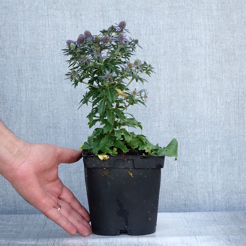 Exemplaar van Eryngium planum Blue Hobbit - Vlakke kruisdistel Pot van 2 l/3 l zoals geleverd in de zomer