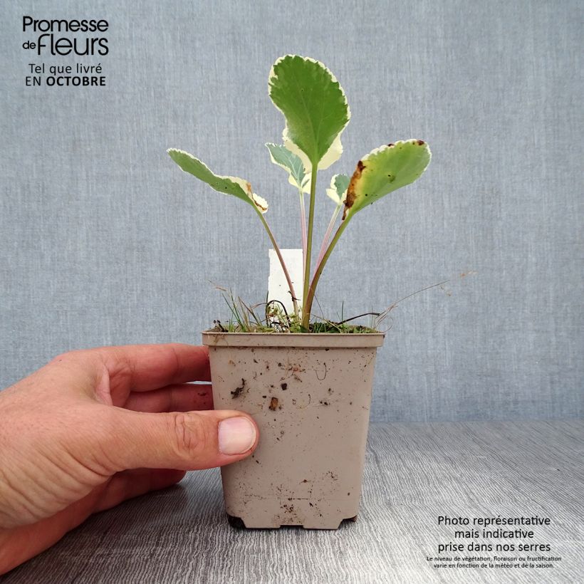 Exemplaar van Eryngium planum Jade Frost - Vlakke kruisdistel Kweekpotje van 8/9 cm zoals geleverd in de herfst