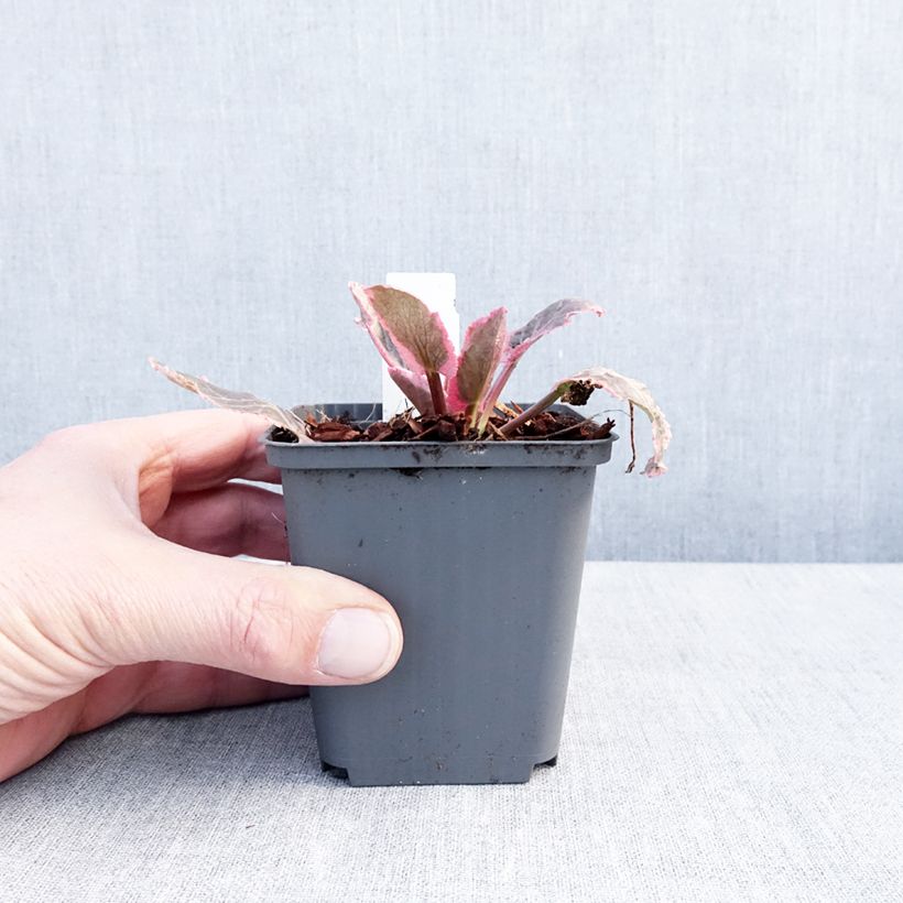 Exemplaar van Eryngium planum Jade Frost - Panicaut à feuilles planes panachées Godet de 8/9 cm zoals geleverd in de winter