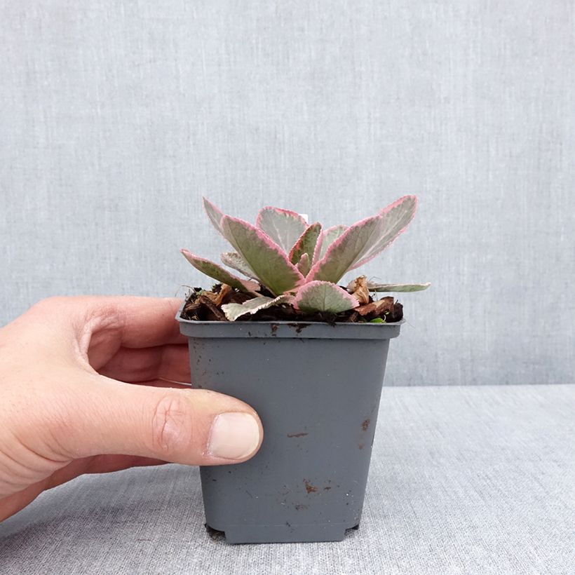 Exemplaar van Eryngium planum Jade Frost - Vlakke kruisdistel Kweekpotje van 8/9 cm zoals geleverd in de lente