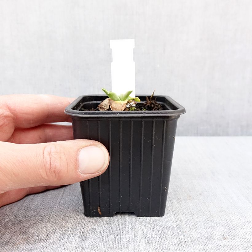 Exemplaar van Eryngium planum Magical White Lagoon - Vlakke kruisdistel Kweekpotje van 8/9 cm zoals geleverd in de winter